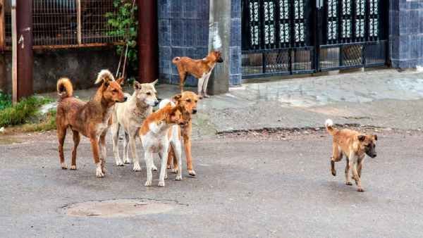 ¿Cómo-se-denuncia-el-maltrato-animal-en-la-CDMX_