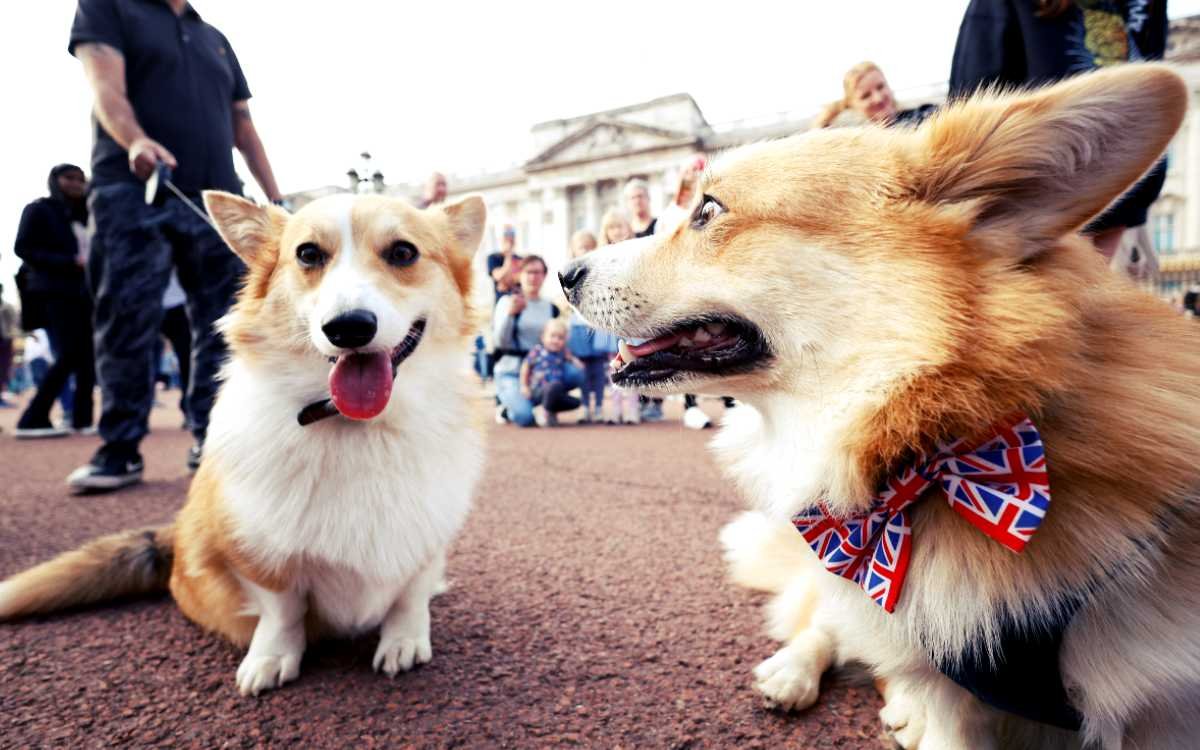 Muick y Sandy, los corgis de la reina Isabel II, ya fueron adoptados