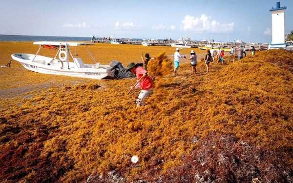 Empresa que fracaso en contener el sargazo en Quintana Roo sera excluida de contratos publicos 1 1