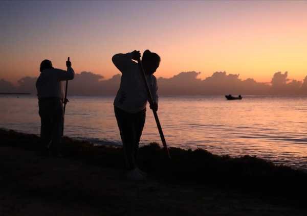 Trabajo coordinado para recolectar sargazo en Playa del Carmen 1