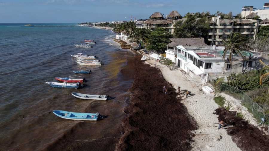 Posible cierre temporal de la zona de El Recodo debido a la acumulación masiva de algas marinas