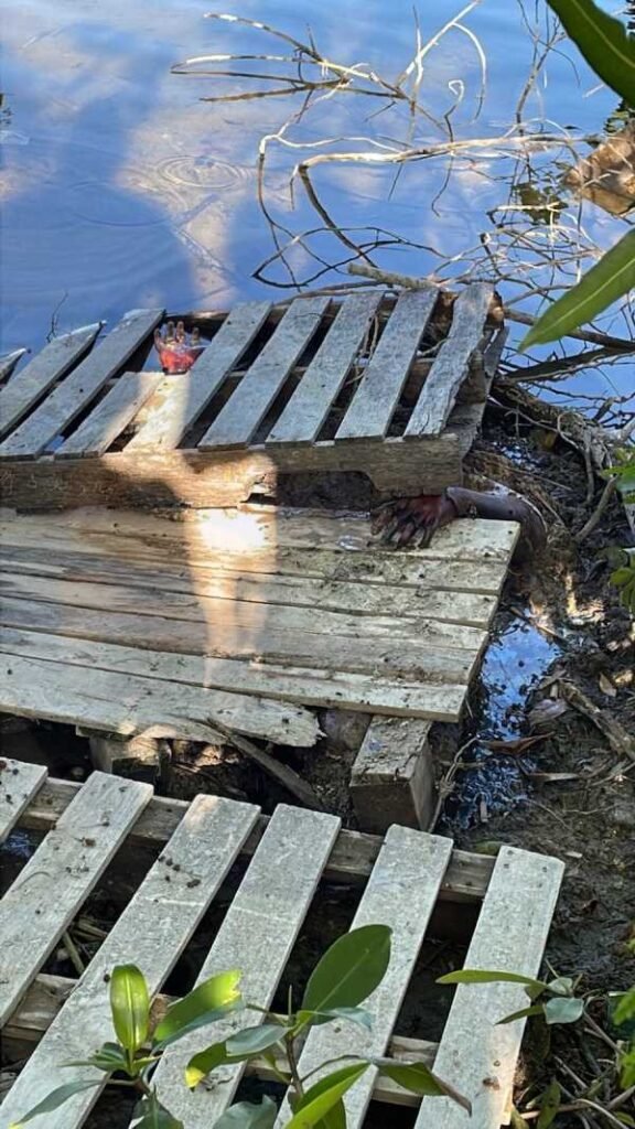 Encuentran cuerpo con herida de bala en laguna de Belice sospechan que podria ser hombre desaparecido en Subteniente Lopez