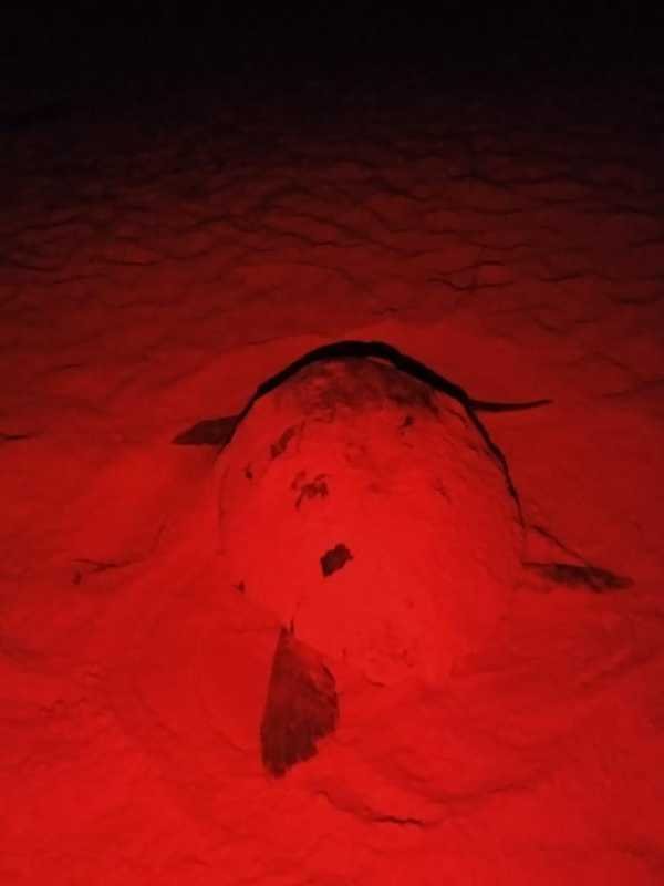 Solidaridad fortalece acciones para proteger y conservar tortugas marinas 1