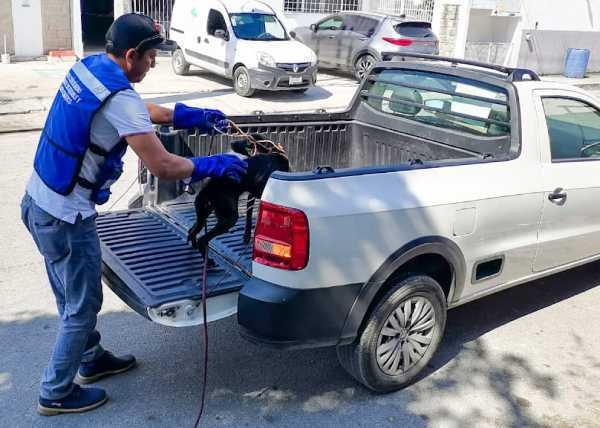 Solidaridad toma medidas contra el maltrato animal primer ciudadano multado por este delito 1