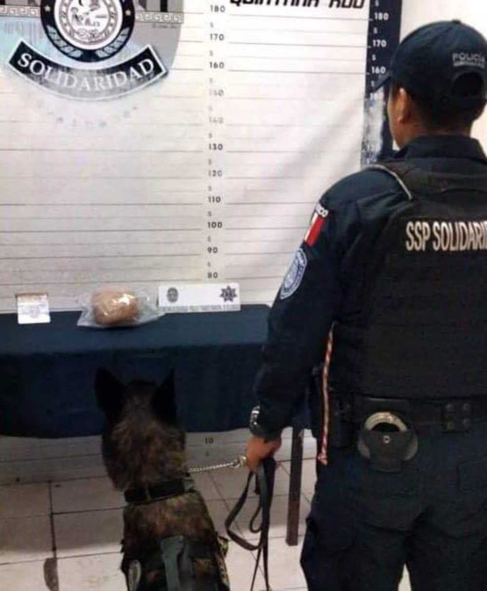Sorprendente hallazgo de drogas en Playa del Carmen