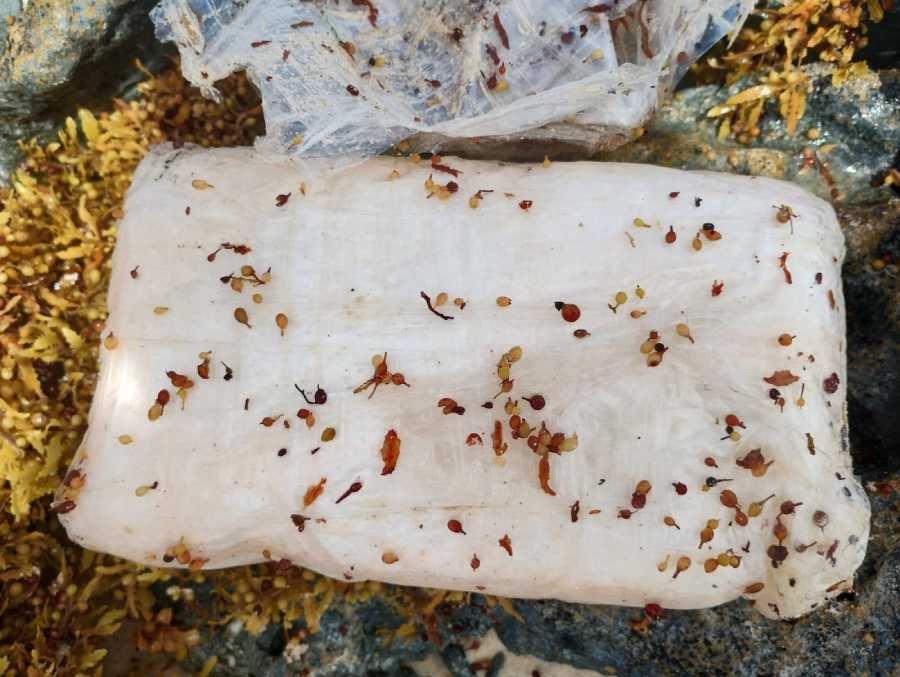 Descubren droga en playa de Tulum en medio de la invasion de sargazo 1