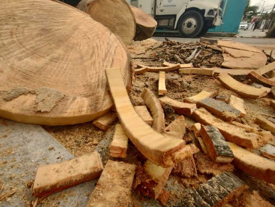 Talan un gigantesco arbol de ceiba en Playa del Carmen para salvaguardar una vivienda en peligro 1