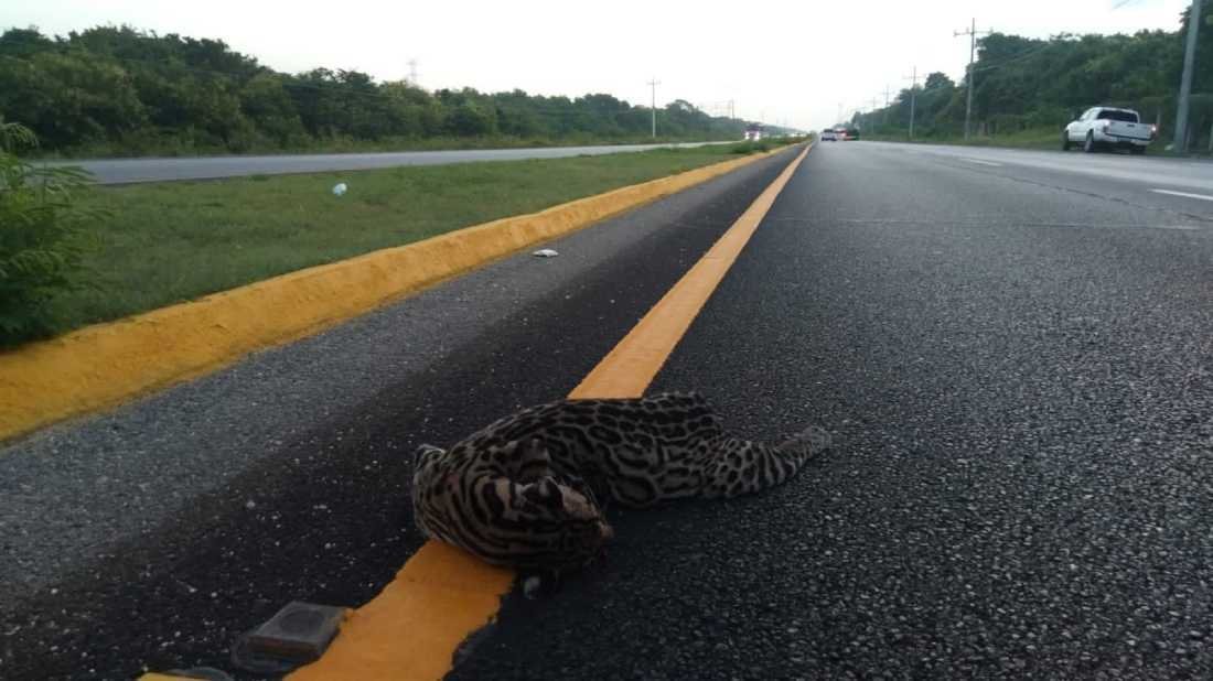 Trágico suceso en la carretera Playa del Carmen-Tulum: Un ocelote cae víctima de un atropello