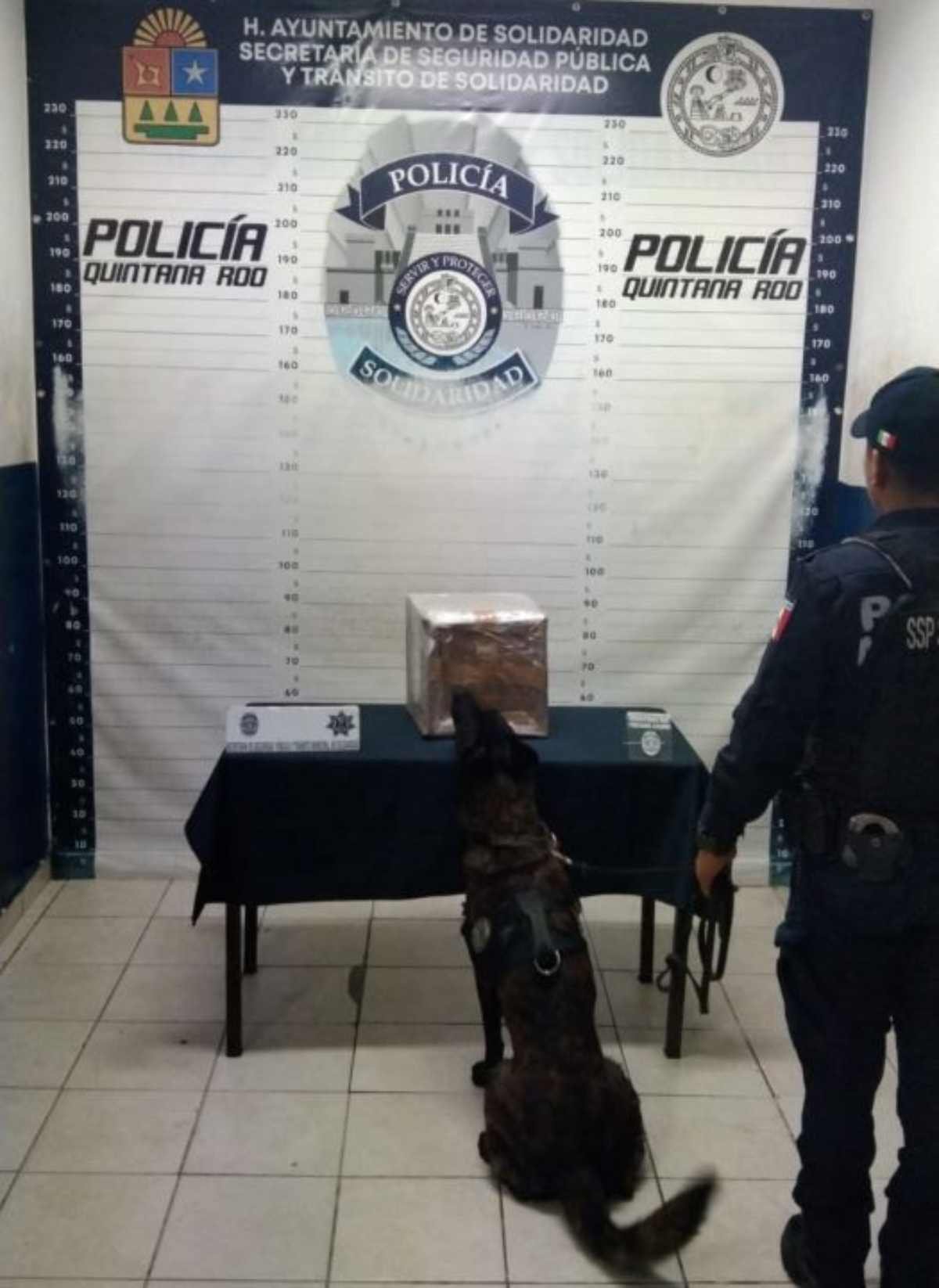 Descubren 2.5 Kilos de Drogas Camuflados en Compañía de Envíos en Playa del Carmen