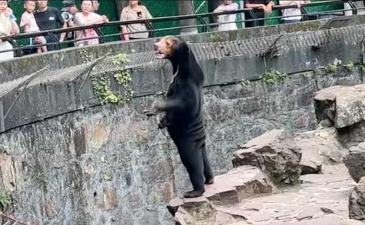 Zoólogico en China Aumenta su Atractivo Turístico al Albergar a un Oso con Apariencia Humana