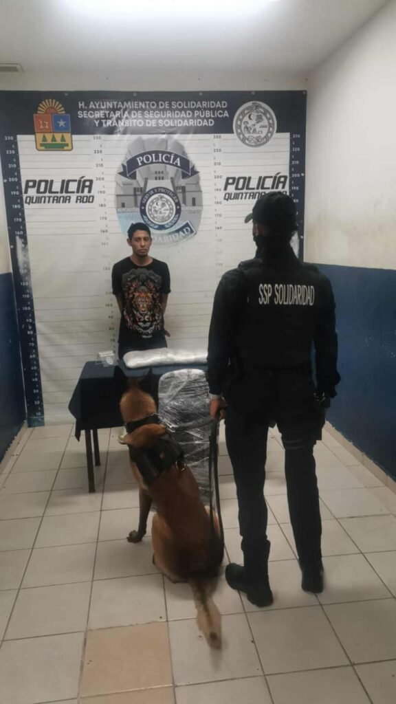 Arrestan a Perteneciente de la Unión Tepito con Cantidad de Marihuana en la Terminal de Autobuses de Playa del Carmen