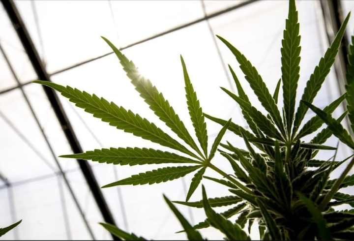 Departamento de Salud de EEUU Propone Reclassificar la Marihuana