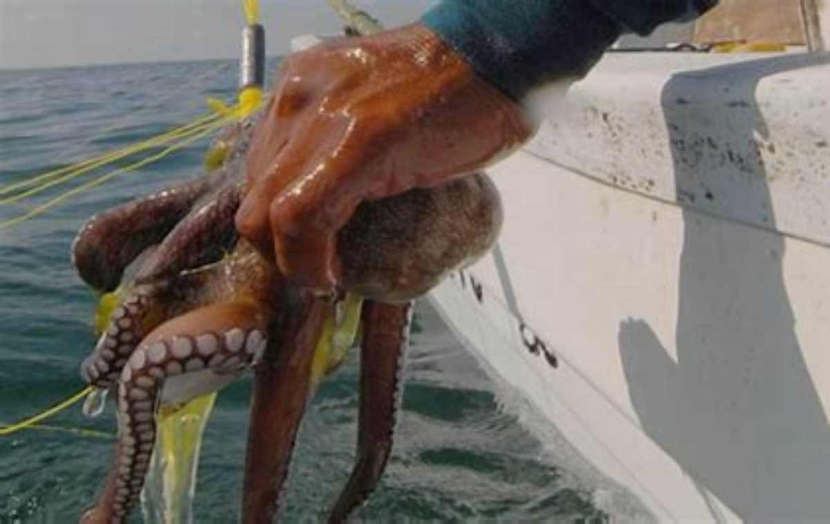 Impulso de la Protección del Pulpo Maya por el Gobierno de Quintana Roo