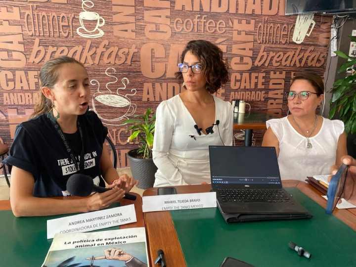 ¿Lucra Quintana Roo con animales marinos? Tiene 18 de 33 delfinarios en México