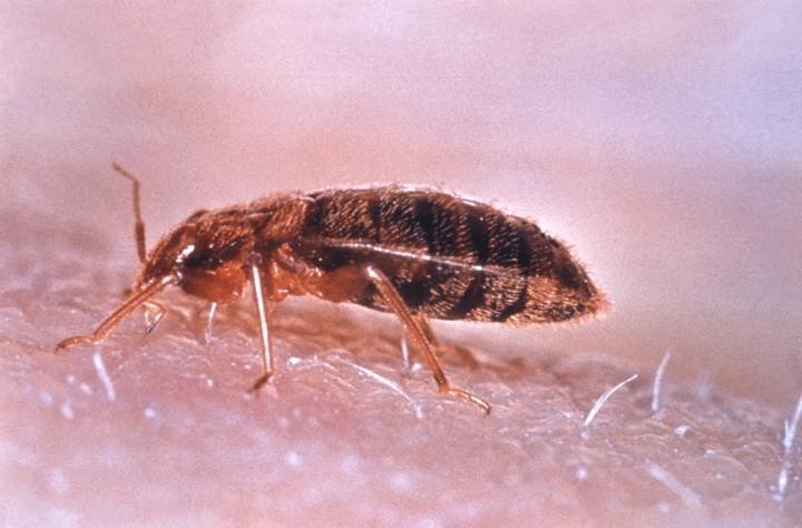 La Plaga de Chinches en París: Francia Sospecha de una 'Influencia Rusa'