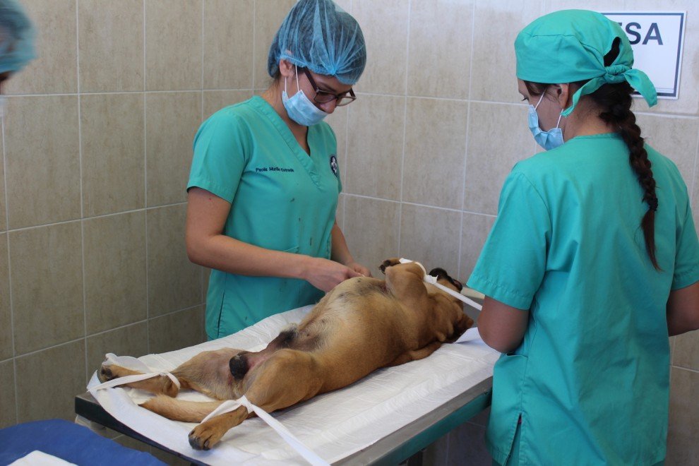 Esterilización