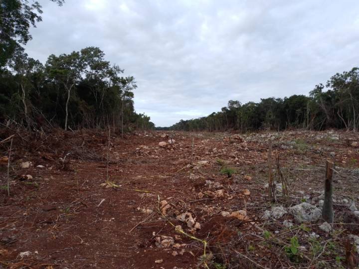 Expropiación de Terrenos en Quintana Roo para el Tren Maya