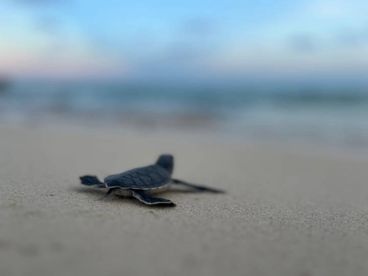 Inusual Prolongación de la Temporada de Anidación de Tortugas Marinas en Solidaridad