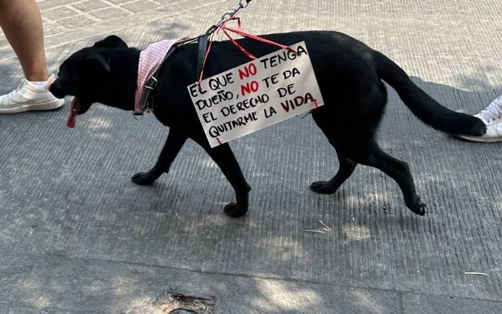 Nueva ley en Quintana Roo contra el maltrato animal
