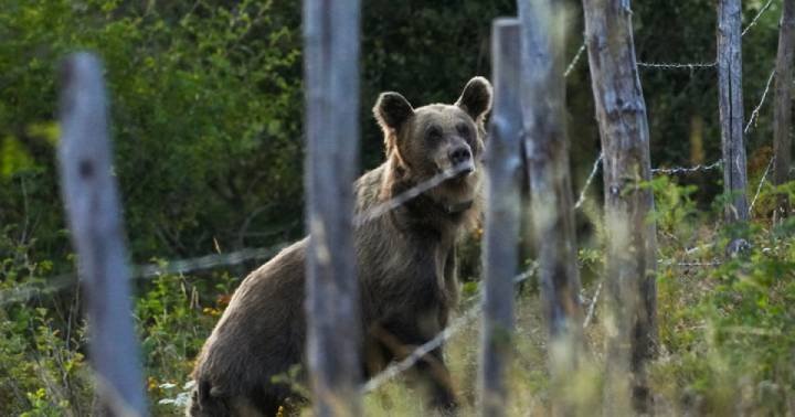 ATAQUE DE OSO DEJA CINCO HERIDOS
