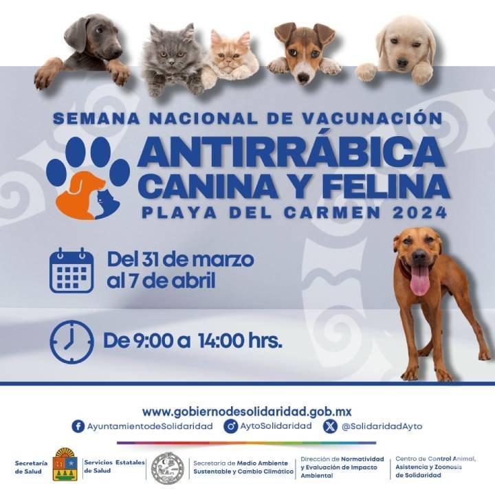 Anuncian semana nacional antirrábica - Noticias de Quintana Roo