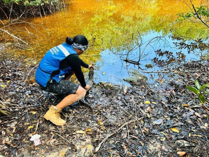 Rescatan en Solidaridad a fauna silvestre desplazada por obras del Tren Maya
