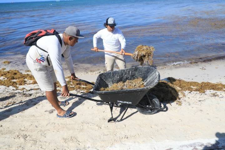 Conoce y consulta el semáforo de sargazo
