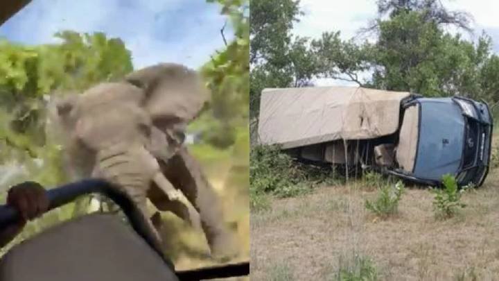 Fatal Incidente: Elefante Ataca Grupo de Turistas en Zambia