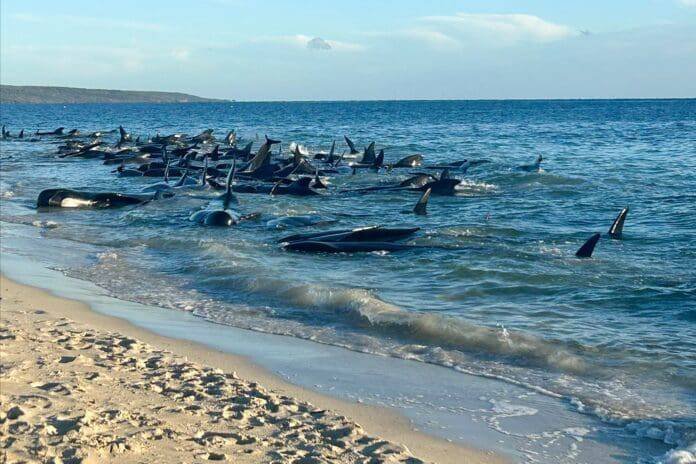 OPERATIVO DE RESCATE: BALLERNAS VARADAS EN COSTA AUSTRALIANA