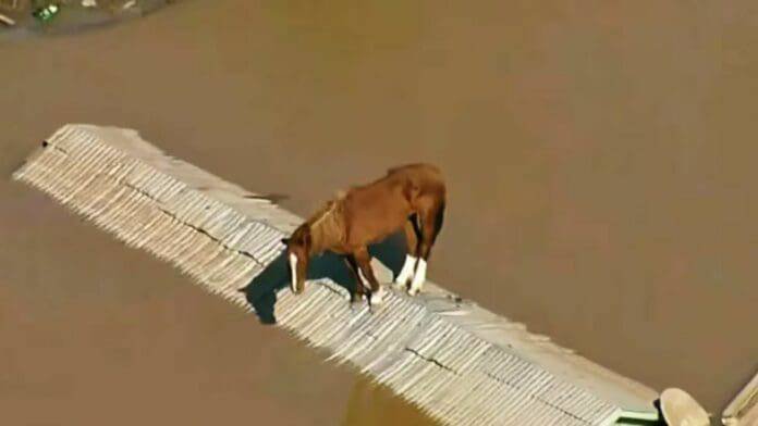 Caballo Atrapado en Techo durante Inundaciones en Brasil