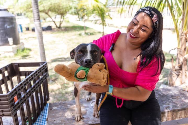 Invitan a adoptar a perros rescatados en pro de la salud pública
