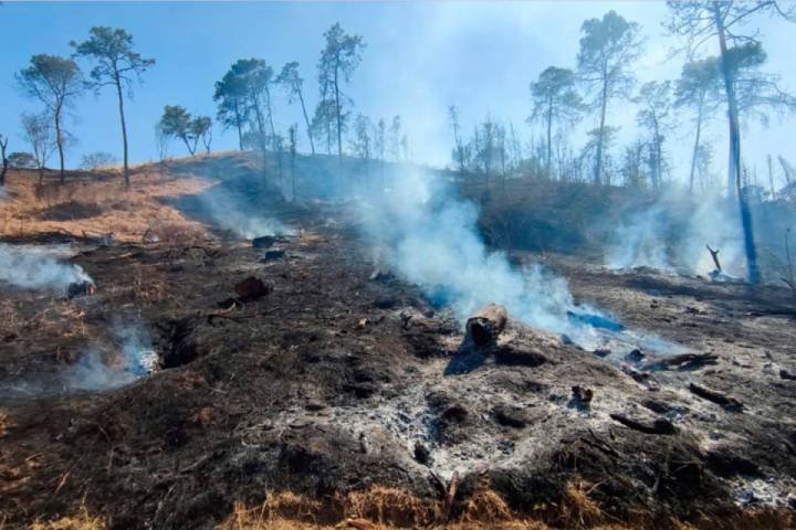 Extinguen lluvias incendios forestales en Solidaridad
