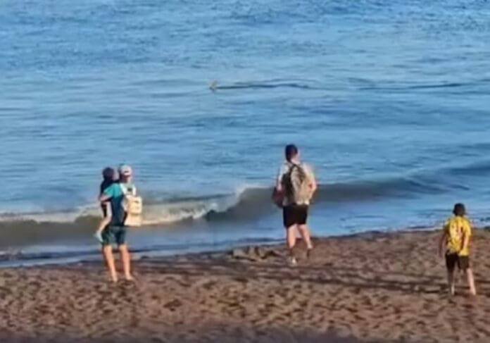 Incidente con un Tiburón en una Playa Española