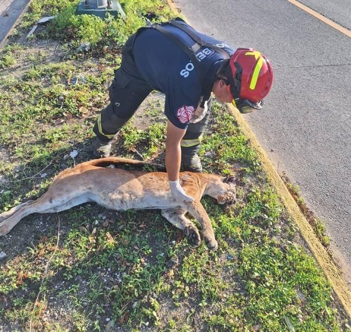 Conductores imprudentes atropellan a puma en carretera Playa del Carmen-Tulum