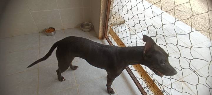 Gobierno municipal atiende caso de mascotas maltratadas