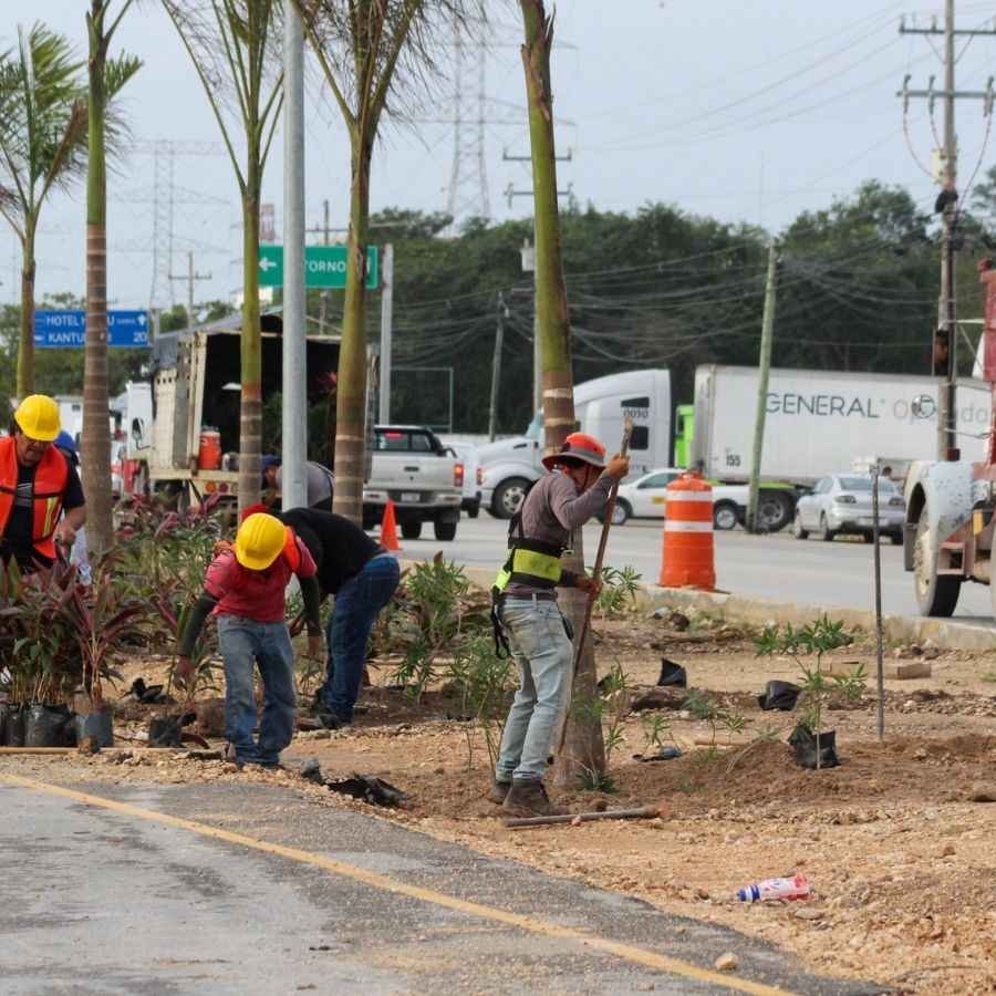 Restauran y rehabilitan camellón de la carretera federal en Solidaridad