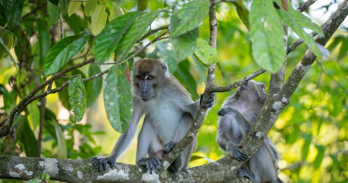 ¿Por qué los aranceles de Trump subirán el costo de monos usados por las farmacéuticas? – El Financiero