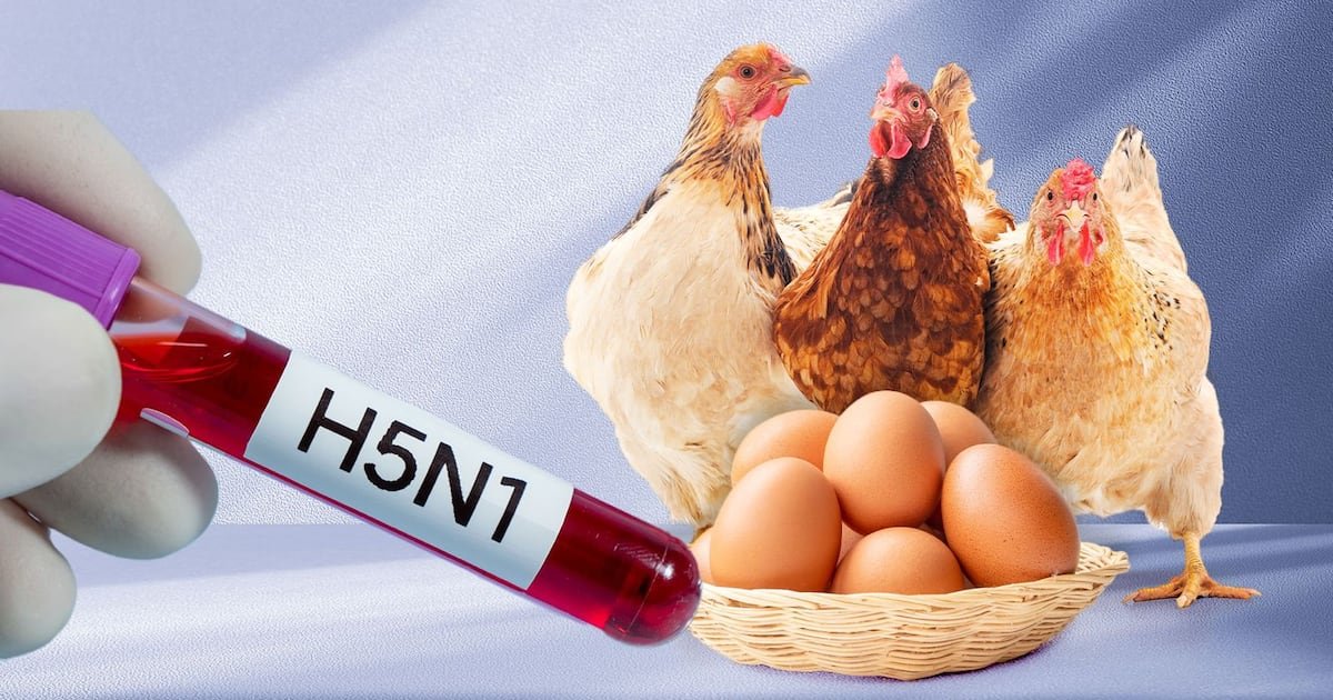 ¿Te puedes contagiar por consumir pollo y huevo? – El Financiero