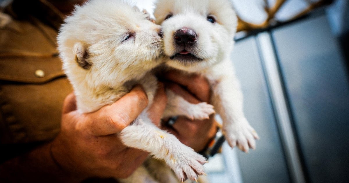 ‘Reviven’ a lobo extinto hace 13 mil años (video) – El Financiero